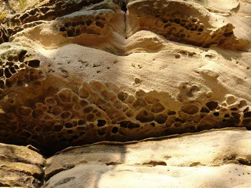 Foto Gresii alveolate (c) Petru Goja